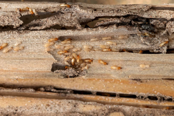 Best Pest Control Near Me  in Bethlehem, PA